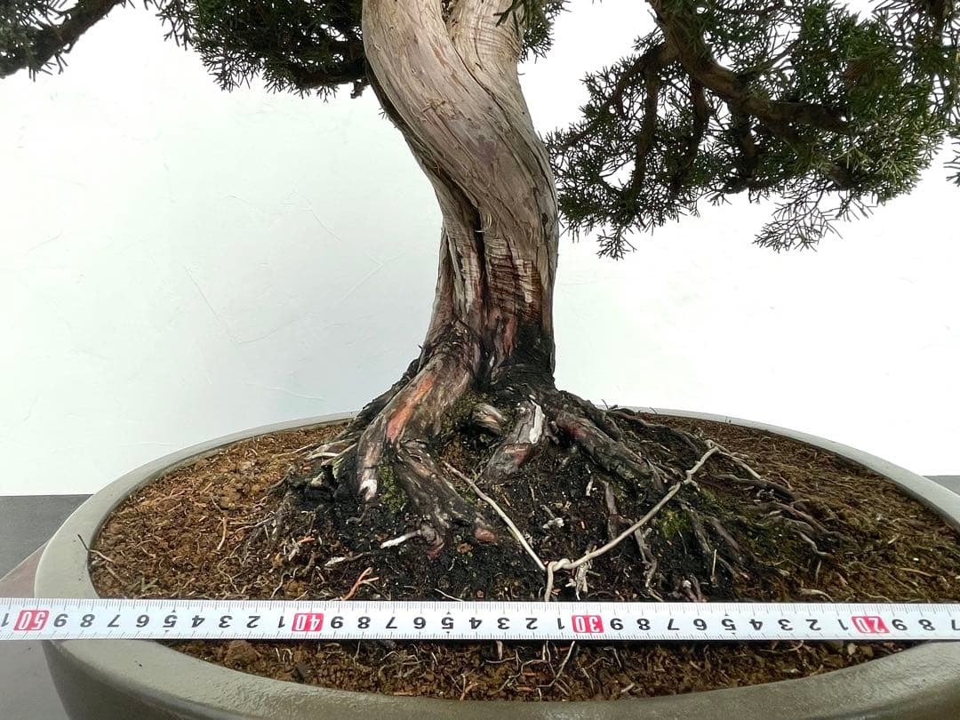 三河盆栽　シンパク　盆栽