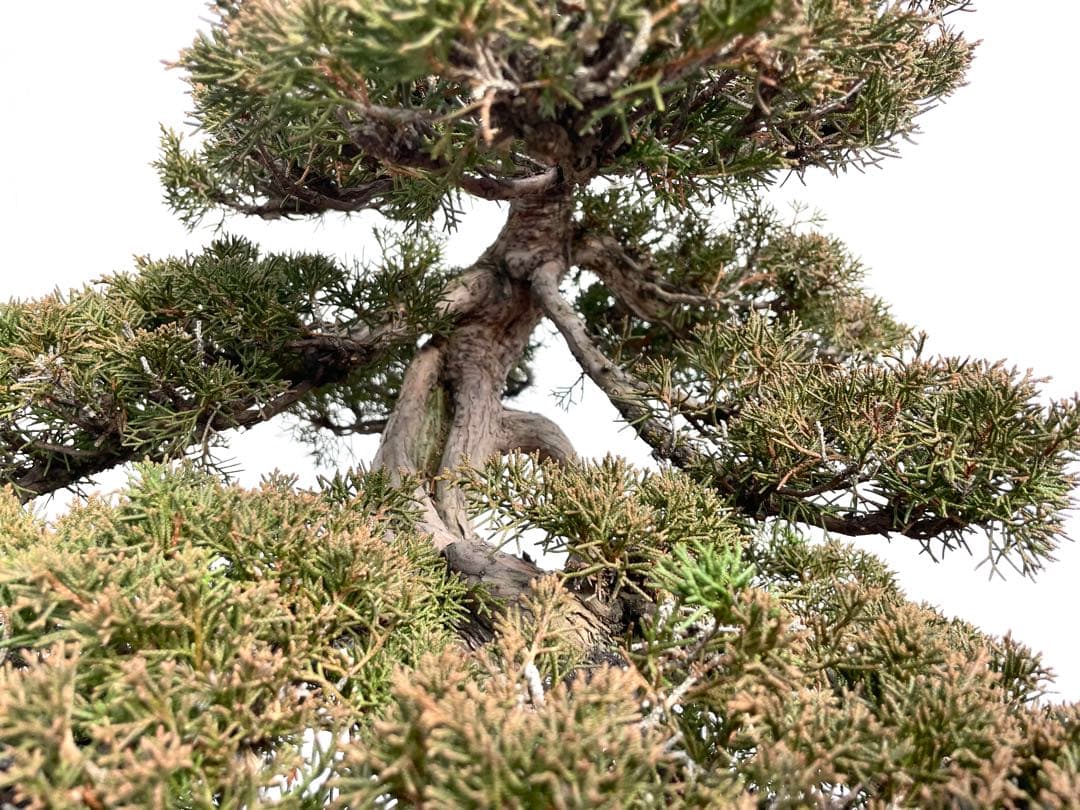 三河盆栽　シンパク　盆栽