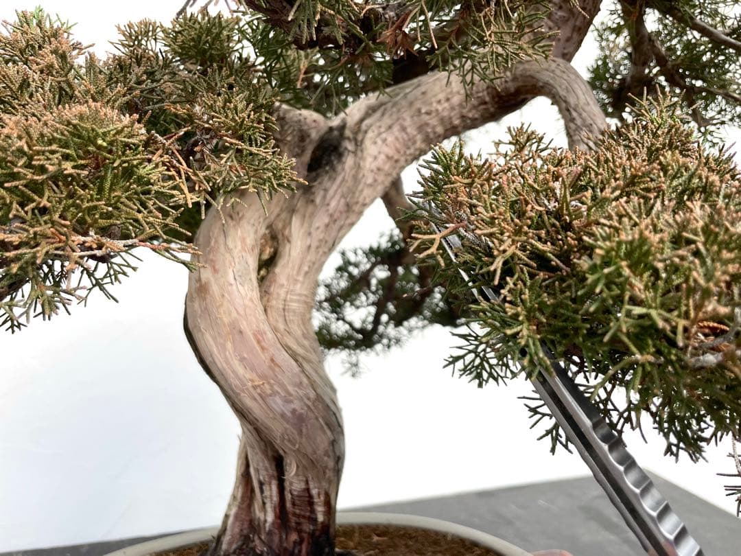 三河盆栽　シンパク　盆栽