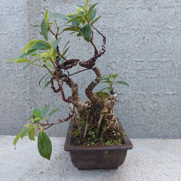 亜熱帯の樹木 奄美のガジュマル ④ 幹塊 | 激安通販のイーサプライ