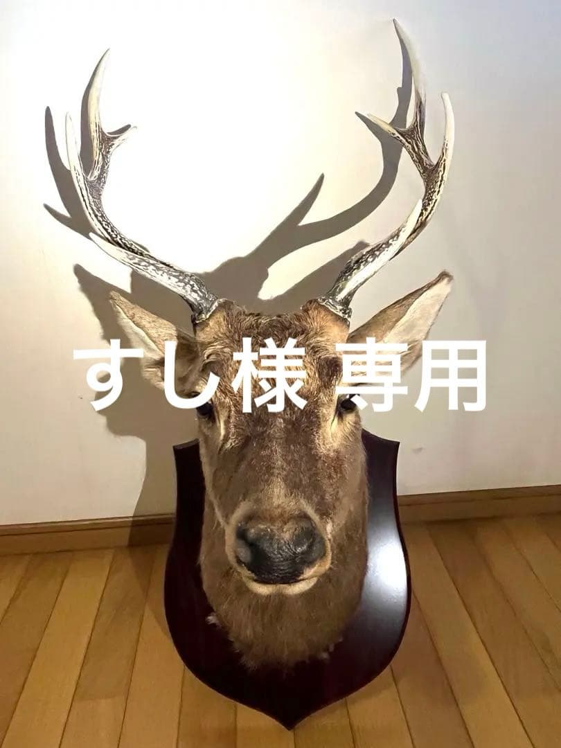 鹿 ニホンジカ 剥製 ハンティングトロフィー 壁掛け アンティーク