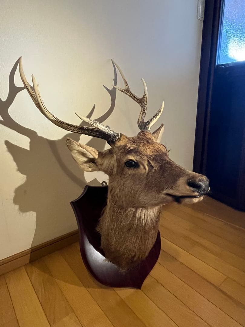 鹿 ニホンジカ 剥製 ハンティングトロフィー 壁掛け アンティーク