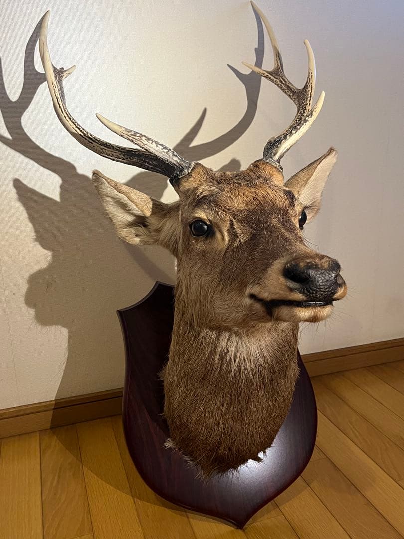 鹿 ニホンジカ 剥製 ハンティングトロフィー 壁掛け アンティーク