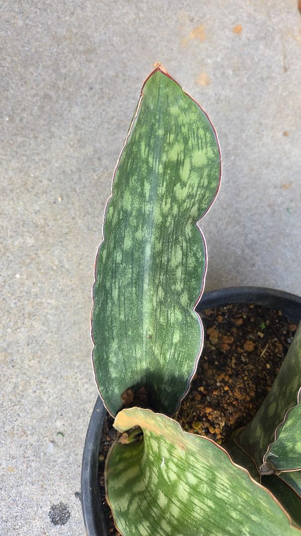 希少品種 サンセベリアドラゴンキング - メルカリ