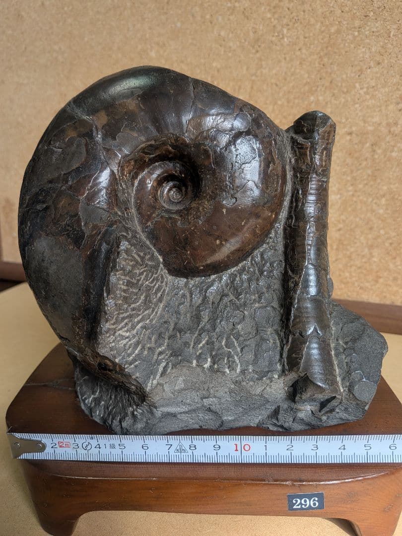 アンモナイト化石 12.0㎝(296)