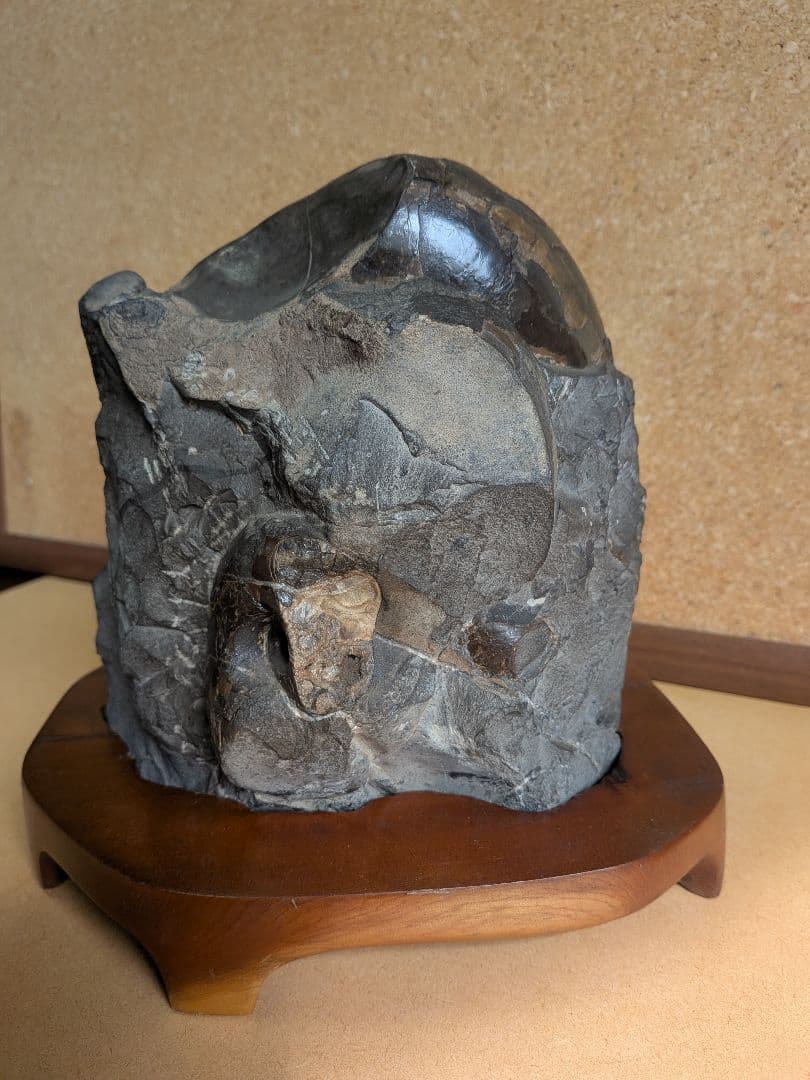 アンモナイト化石 12.0㎝(296)