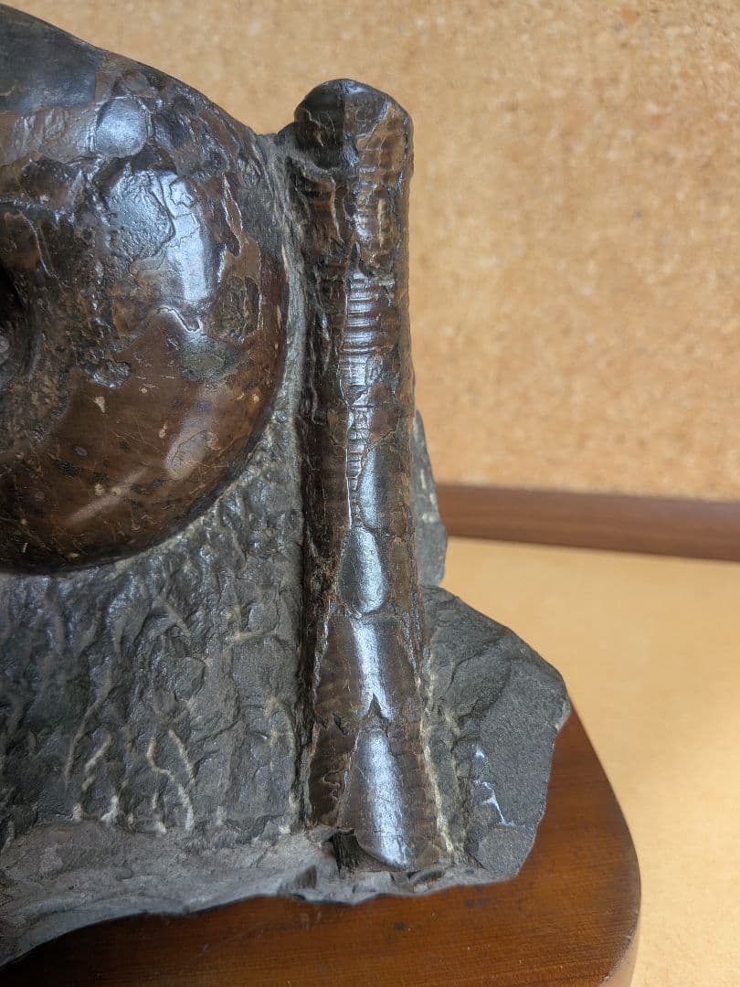 アンモナイト化石 12.0㎝(296)