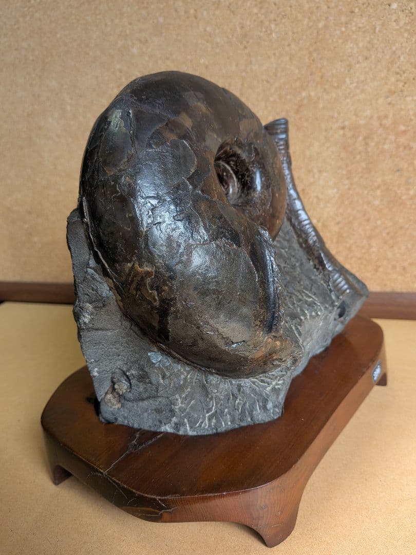 アンモナイト化石 12.0㎝(296)