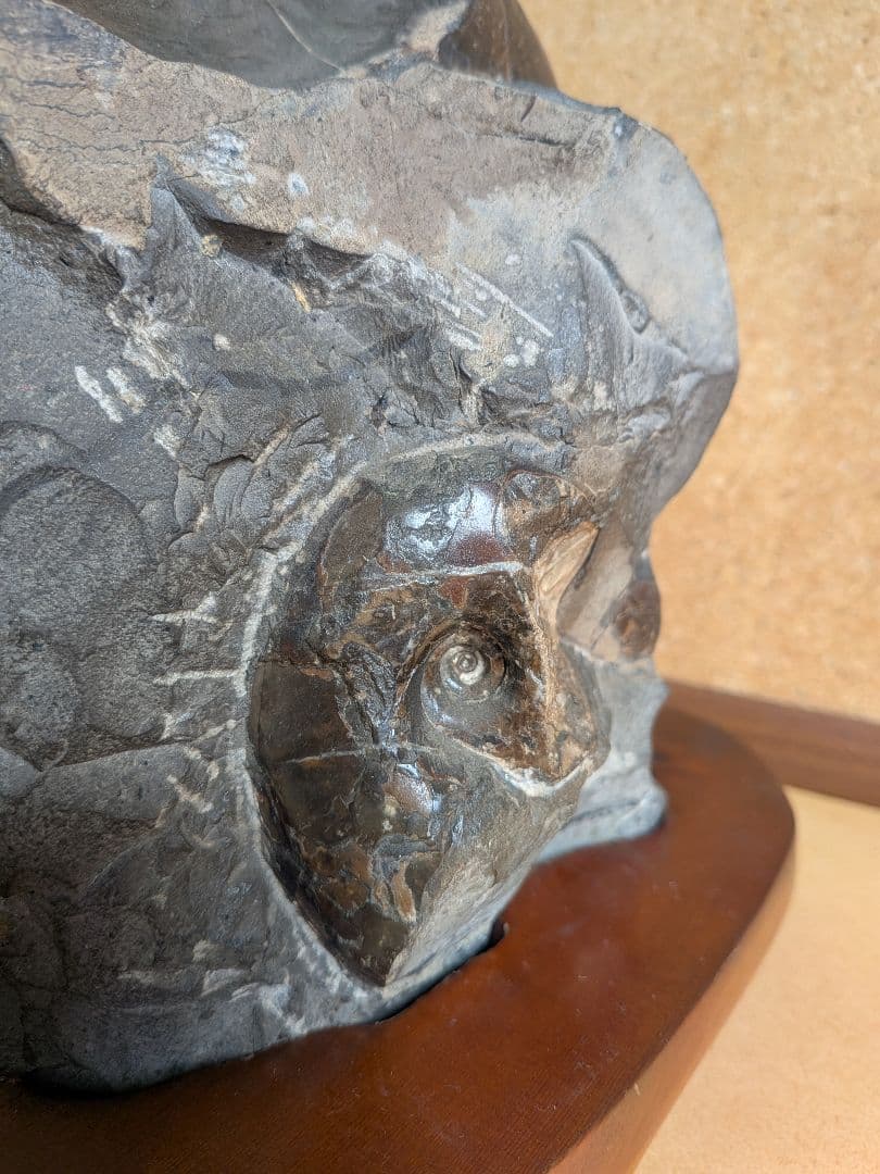 アンモナイト化石 12.0㎝(296)