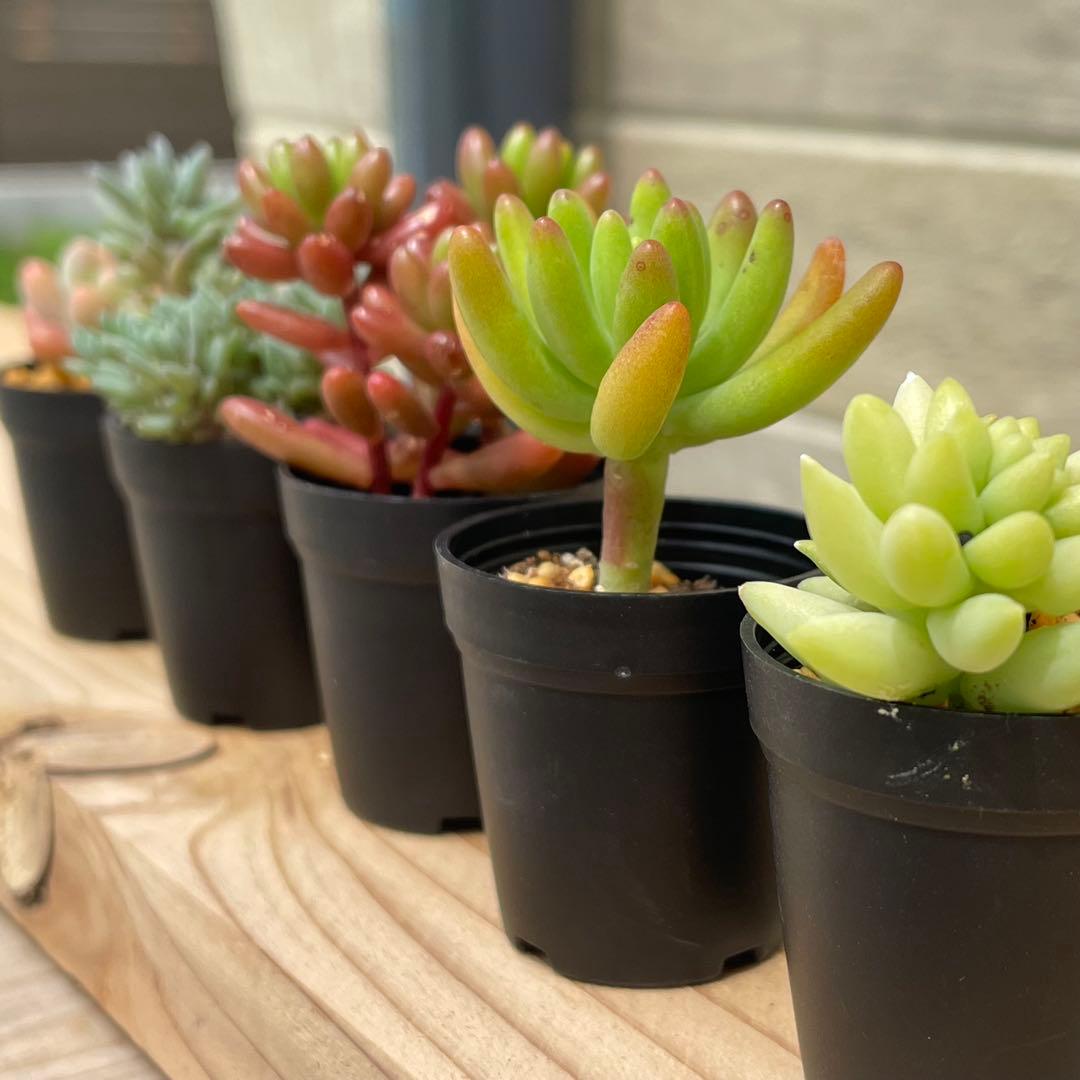 黒 一寸鉢 30個セット 1号鉢 1号ポット 1号プラ鉢 - メルカリ