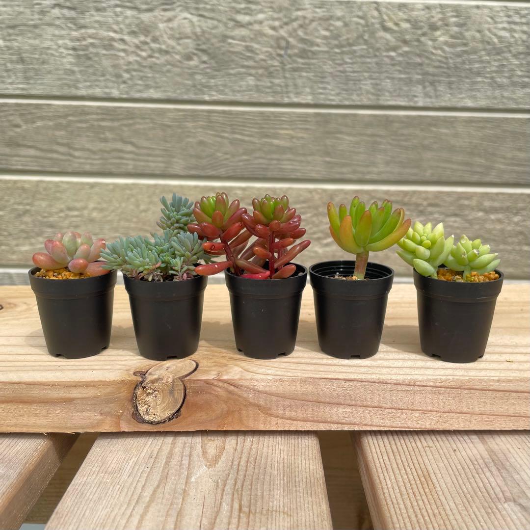 黒 一寸鉢 30個セット 1号鉢 1号ポット 1号プラ鉢 - メルカリ