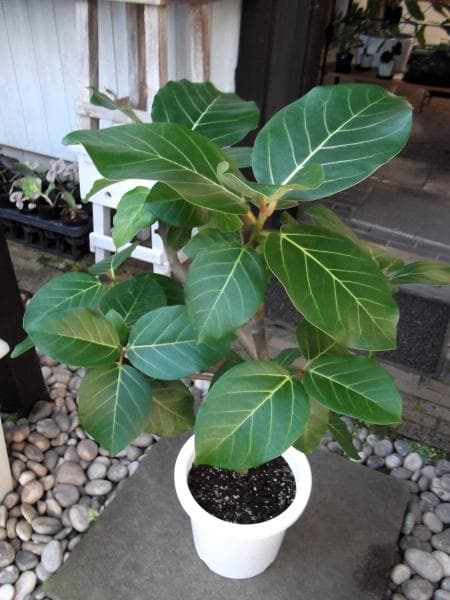 現物「フィカス・グランディス」8号 Fiicus grandis ブラウンゴム