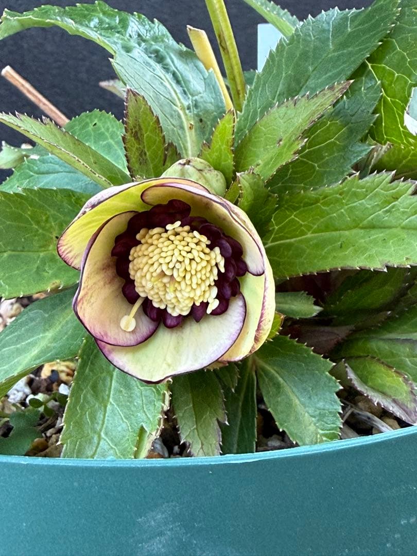 ま*い様 クリスマスローズ 開花株 sdムルチオーレア 充実株 大木