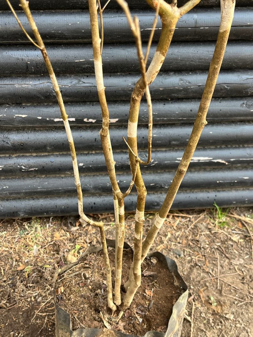 山採り天然　アオダモ　斑紋5本株立ち　15