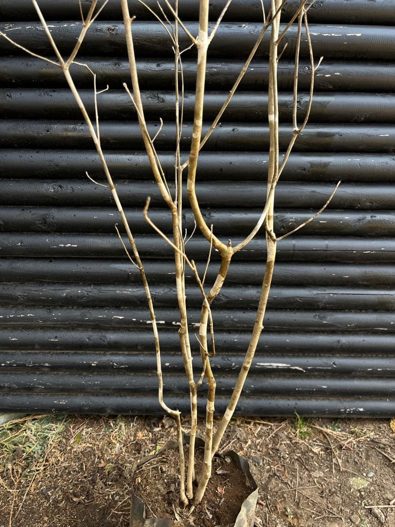 山採り天然　アオダモ　斑紋5本株立ち　15