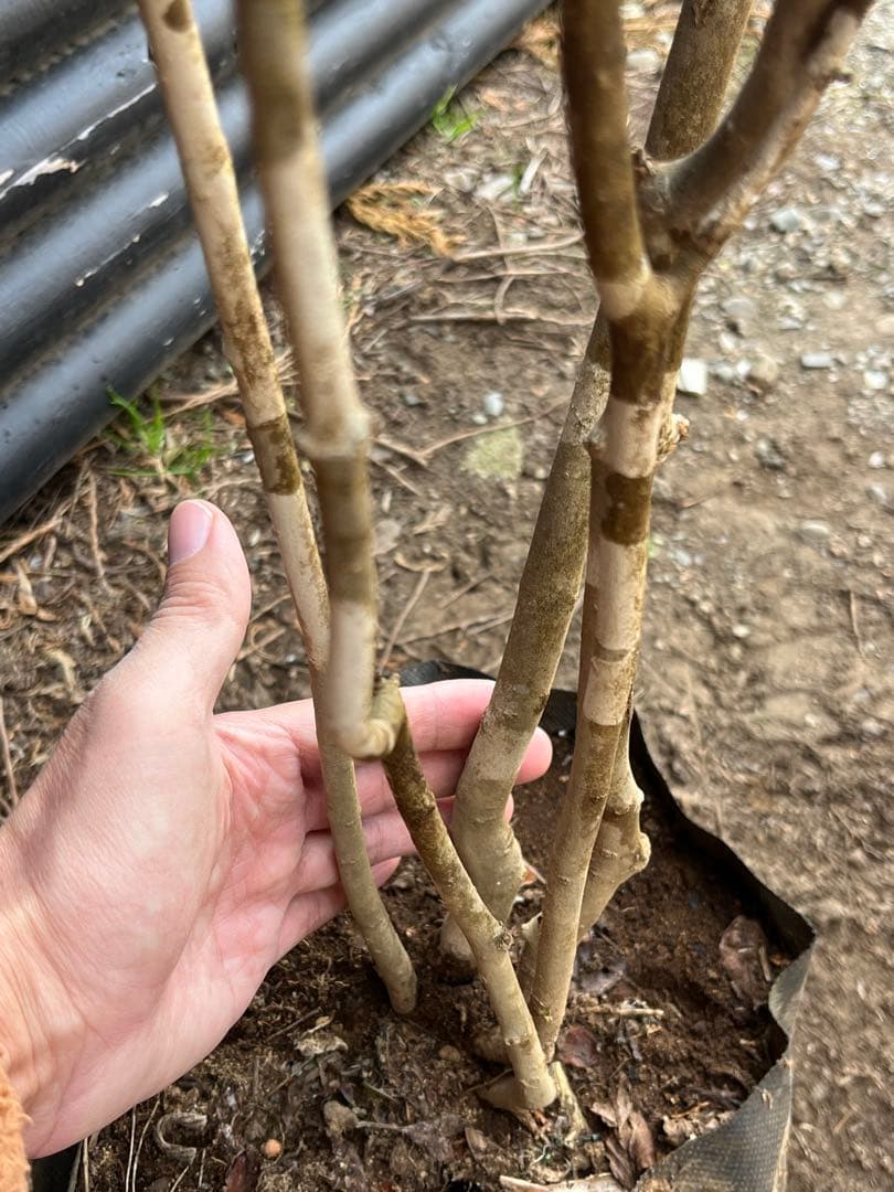 山採り天然　アオダモ　斑紋5本株立ち　15