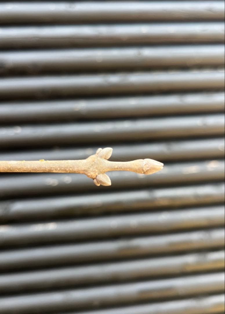 山採り天然　アオダモ　斑紋5本株立ち　15