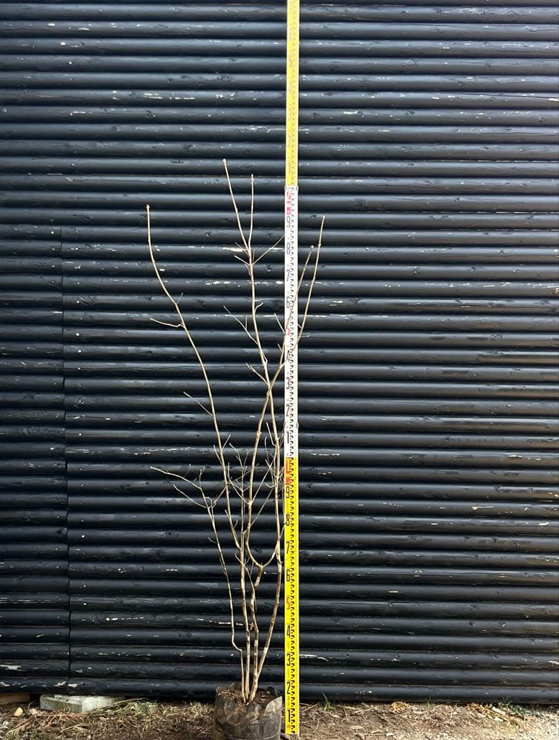 山採り天然　アオダモ　斑紋5本株立ち　15