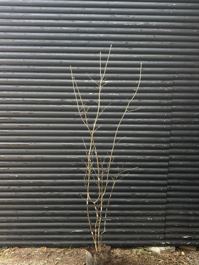 山採り天然　アオダモ　斑紋5本株立ち　15