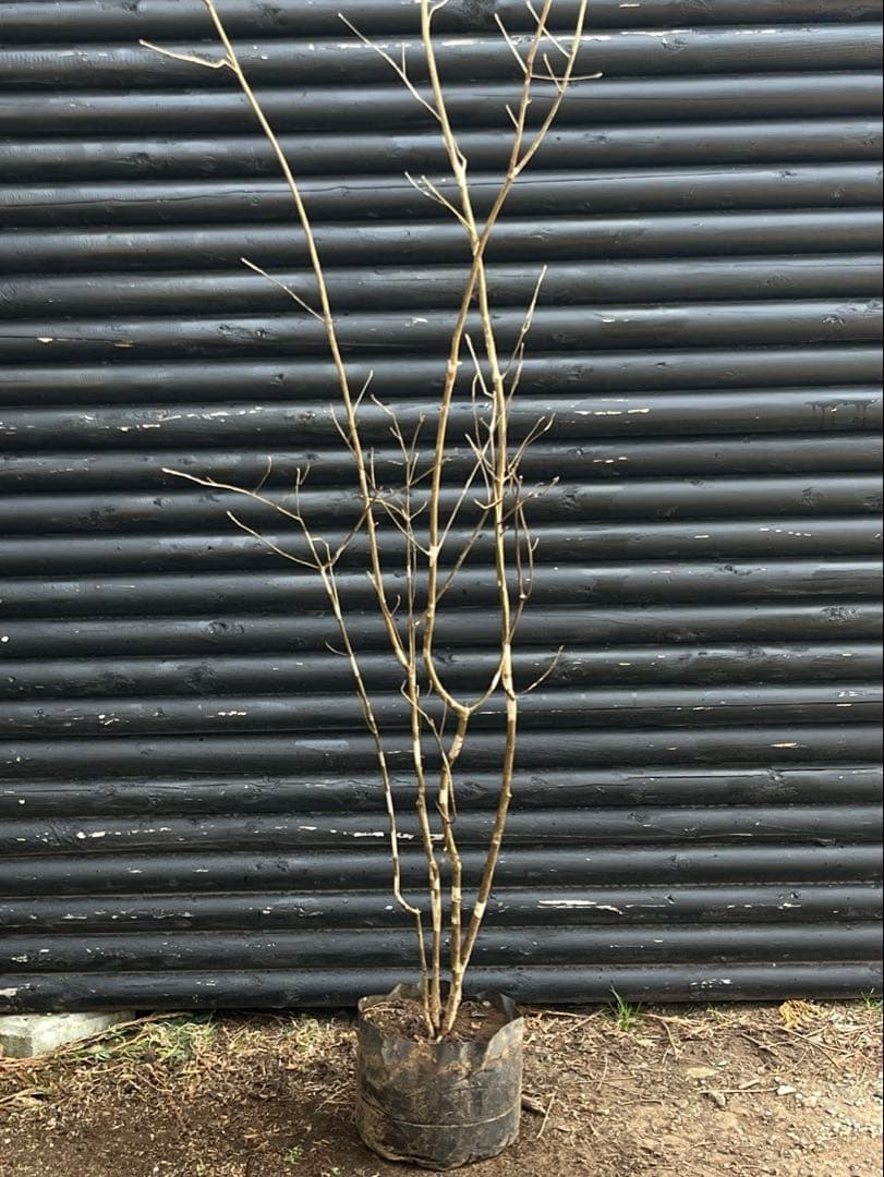 山採り天然　アオダモ　斑紋5本株立ち　15