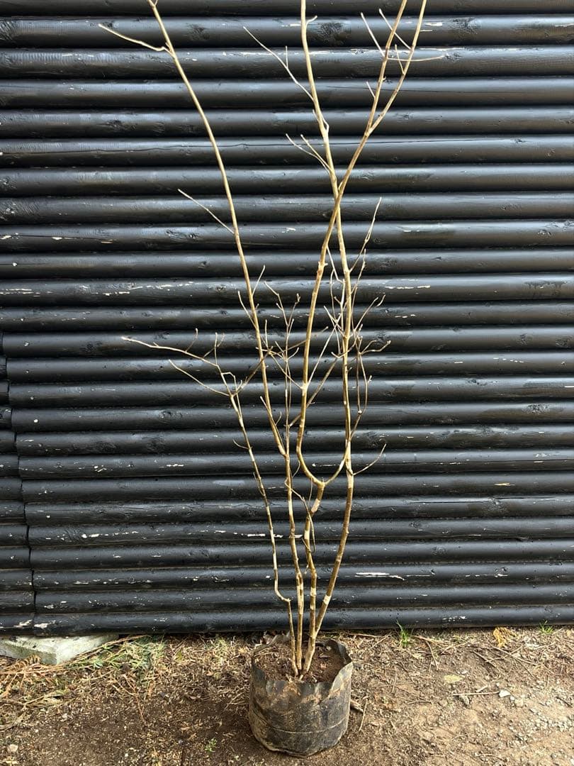 山採り天然　アオダモ　斑紋5本株立ち　15