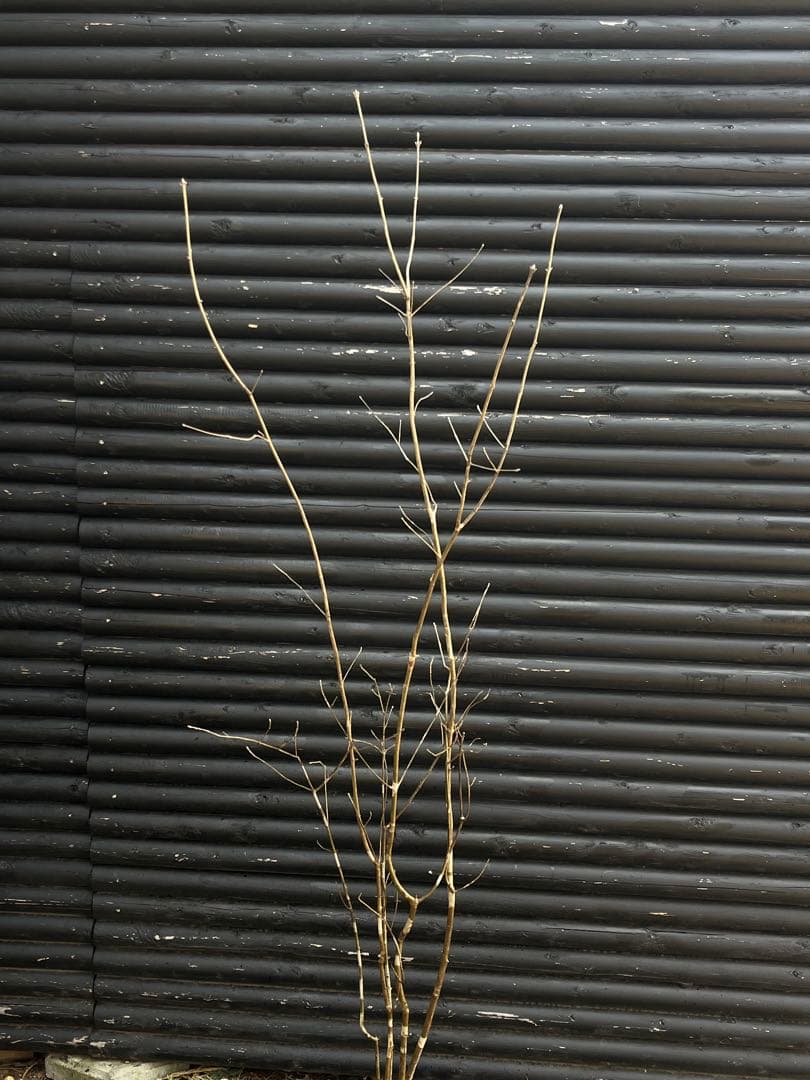 山採り天然　アオダモ　斑紋5本株立ち　15