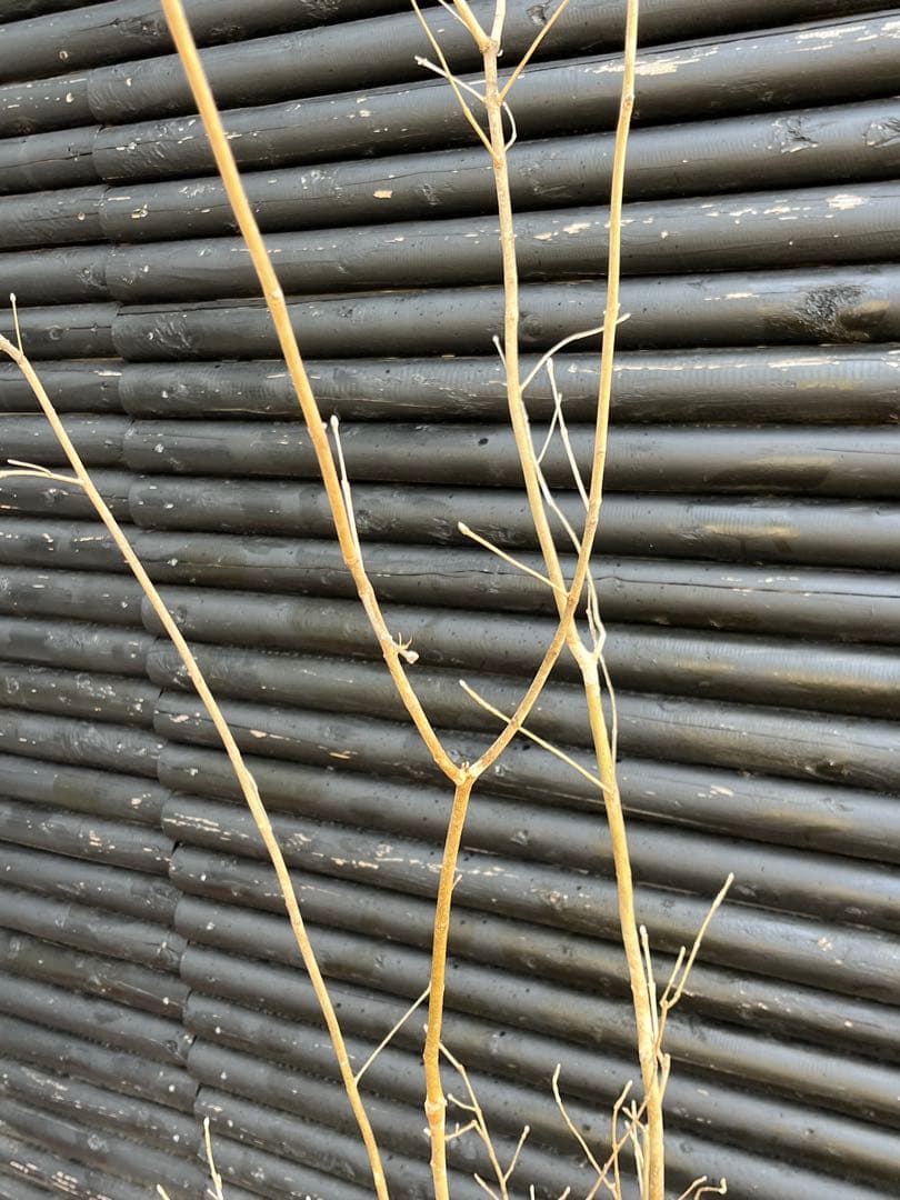 山採り天然　アオダモ　斑紋5本株立ち　15