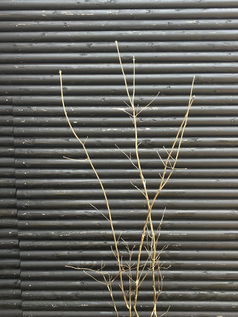 山採り天然　アオダモ　斑紋5本株立ち　15