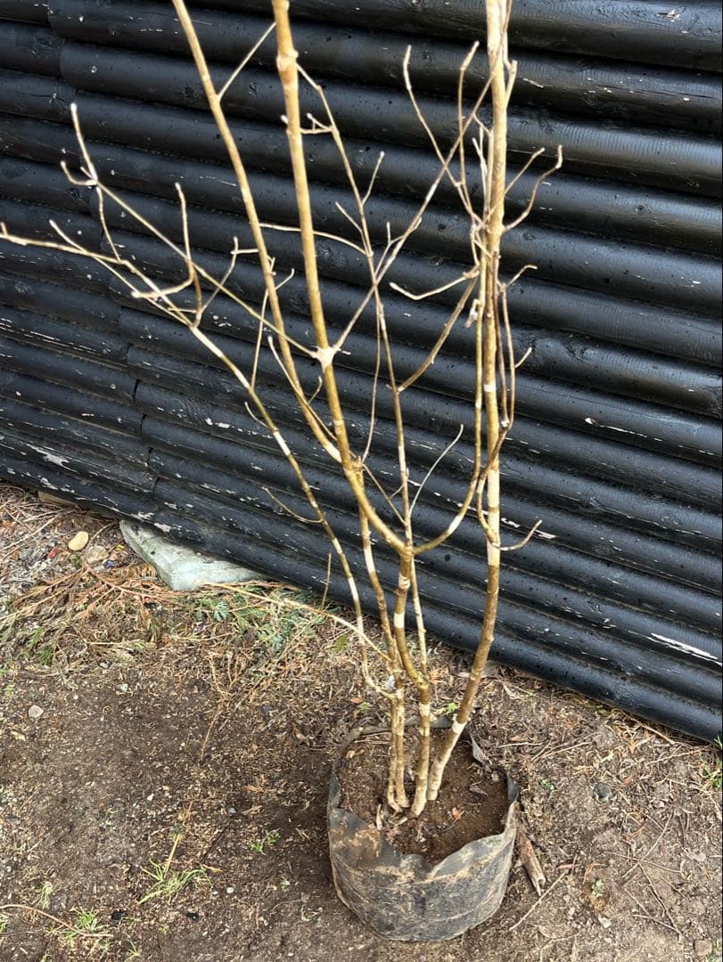 山採り天然　アオダモ　斑紋5本株立ち　15