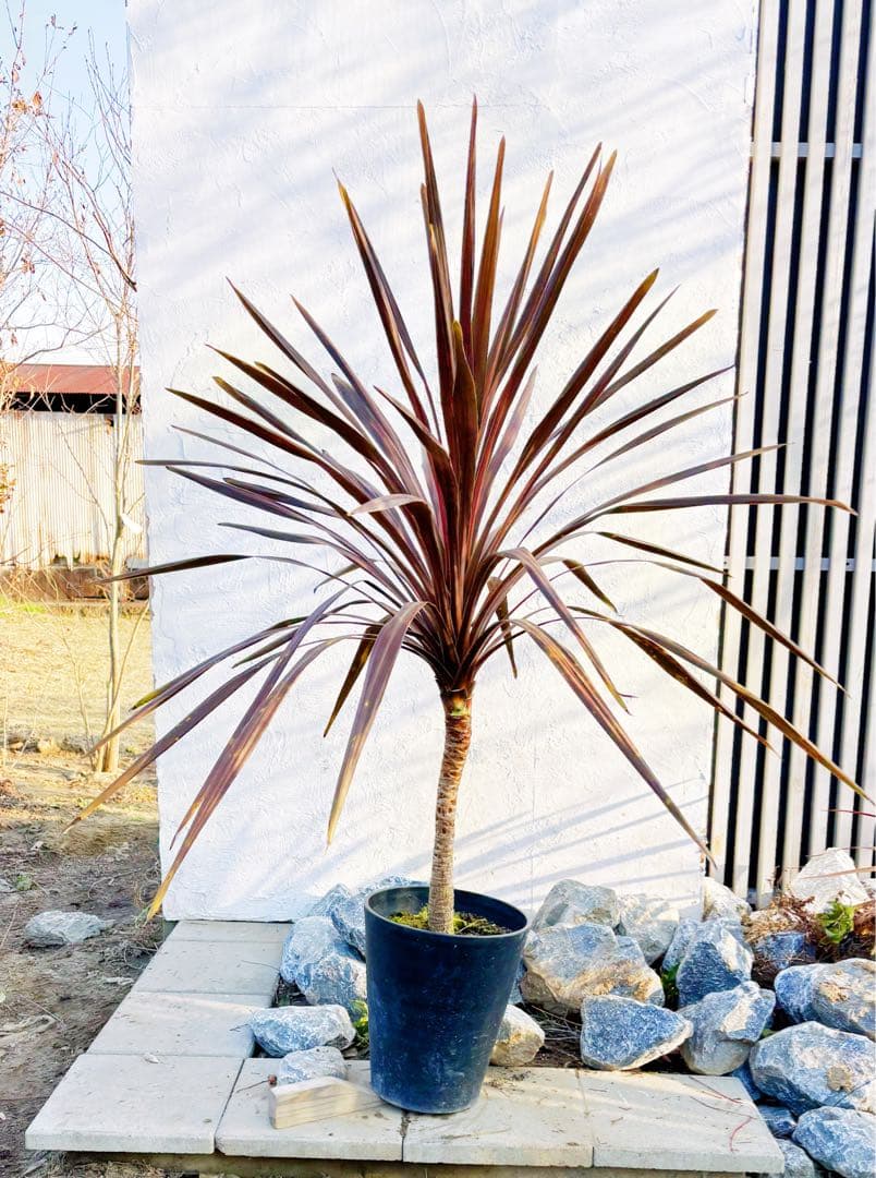 超大株！コルジリネ コーヒークラシック1.6M(鉢底から)品番A☆数量限定