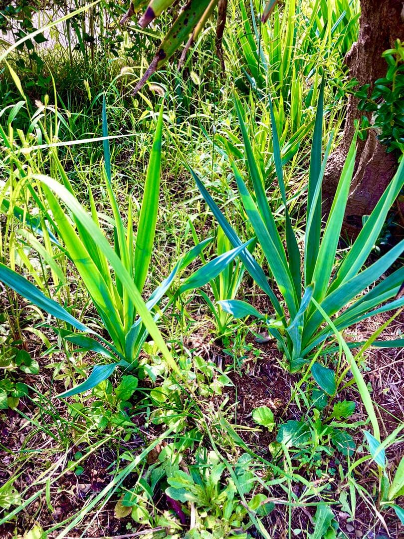 完売　　野生化して大変丈夫な【ユッカ グロリオサ/アツバキミガヨラン】