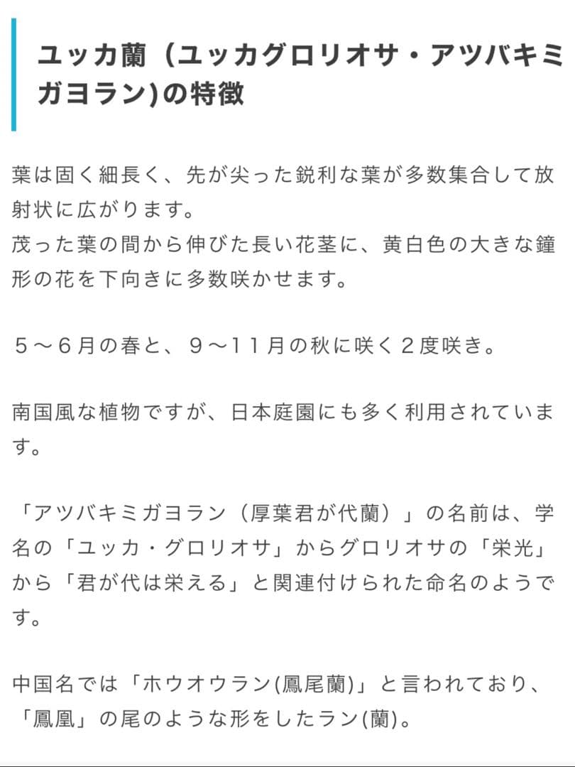 完売　　野生化して大変丈夫な【ユッカ グロリオサ/アツバキミガヨラン】