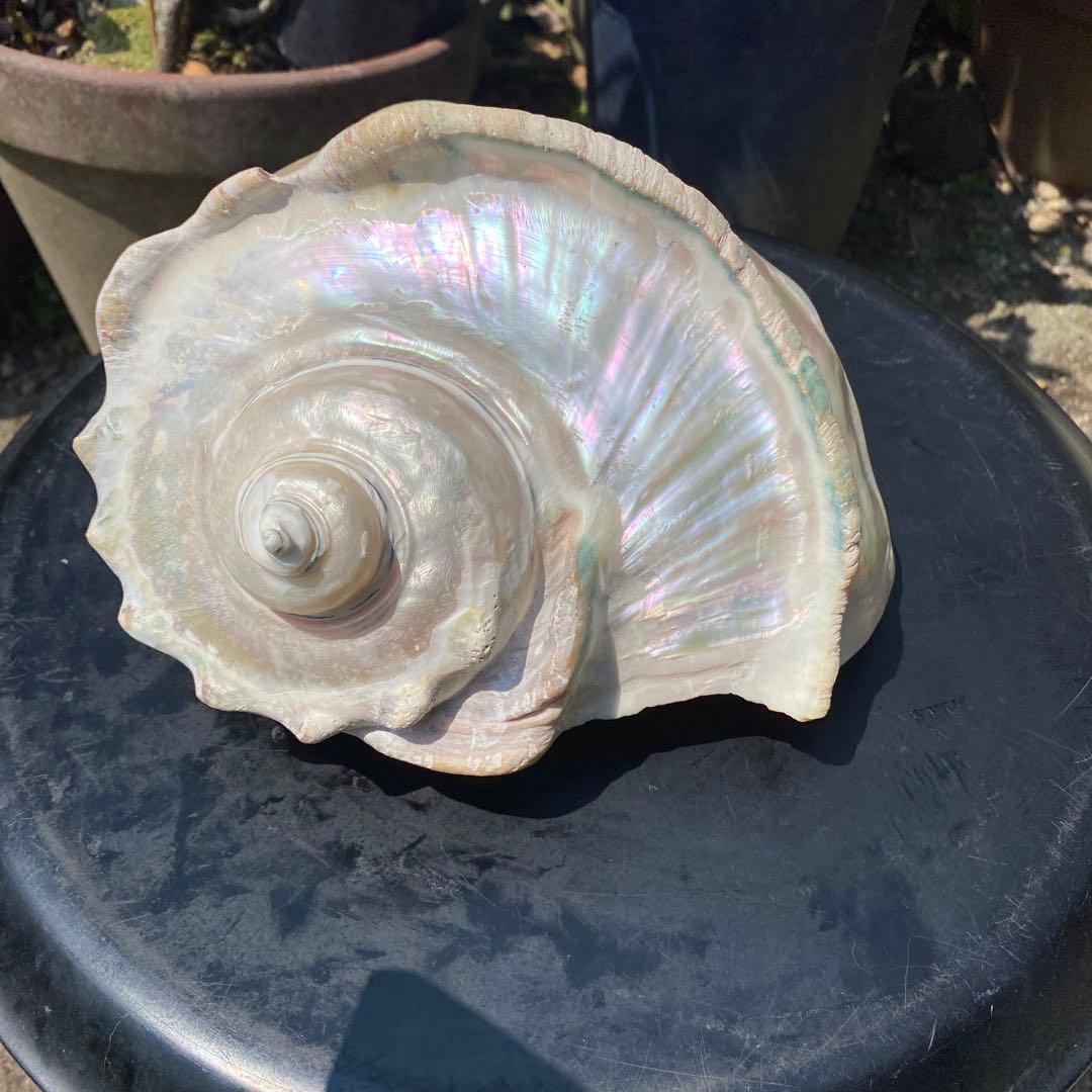 夜光貝　大型夜光貝　インテリア　オブジェ