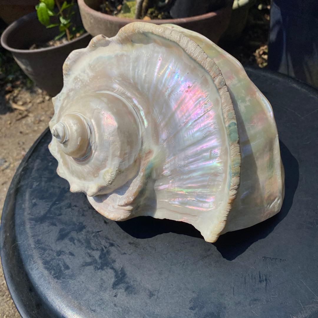 夜光貝　大型夜光貝　インテリア　オブジェ