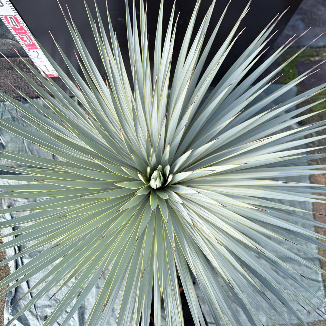 AL1135】ユッカ ロストラータ 超超美形 シルバーブルー個体 感動個体