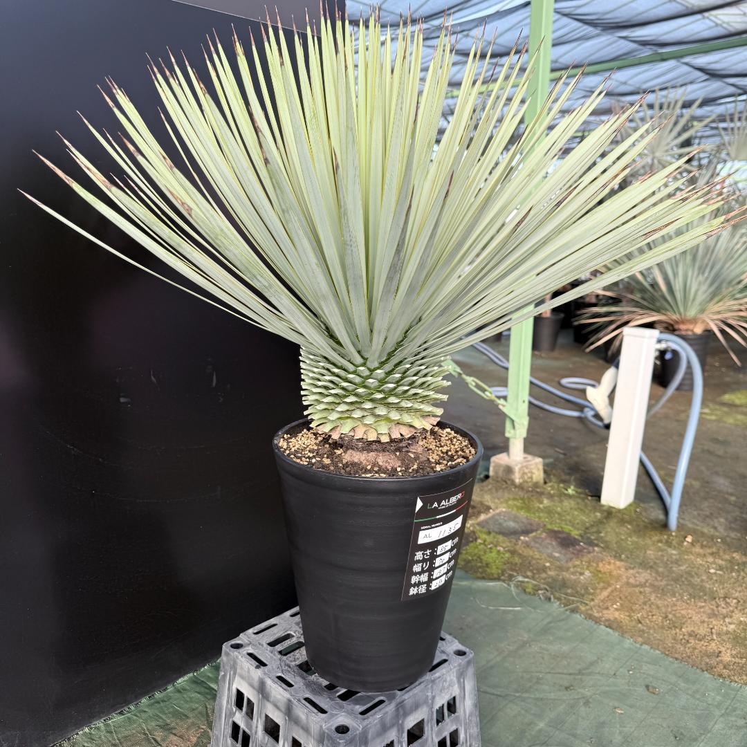 AL1135】ユッカ ロストラータ 超超美形 シルバーブルー個体 感動個体
