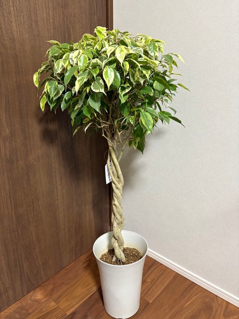 フィカス　ベンジャミン　ゴールデンプリンセス