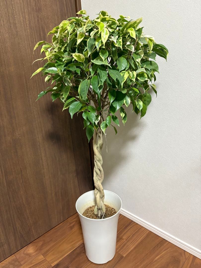 フィカス　ベンジャミン　ゴールデンプリンセス