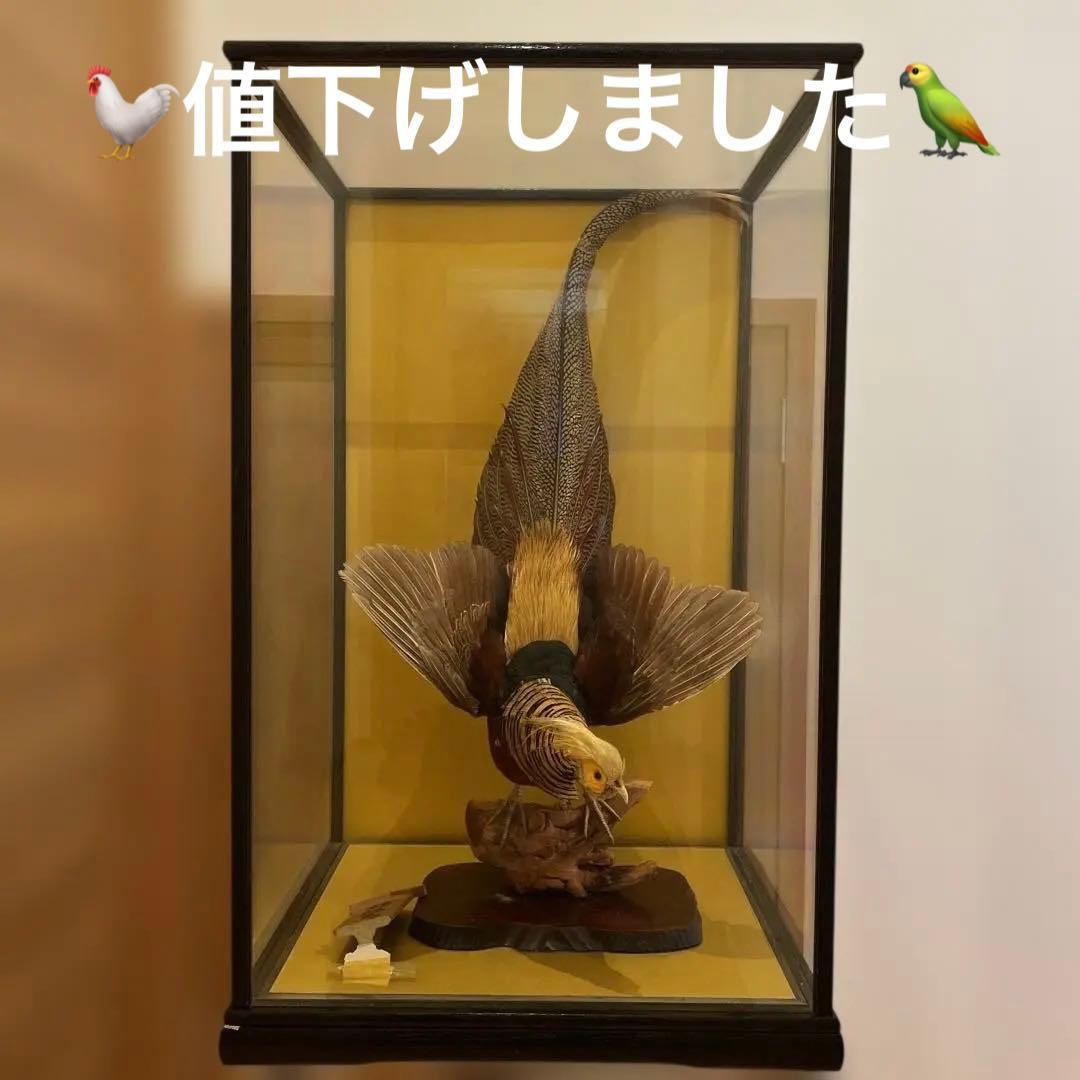 錦鶏鳥　鳥の剥製　ガラスケース　送料込み