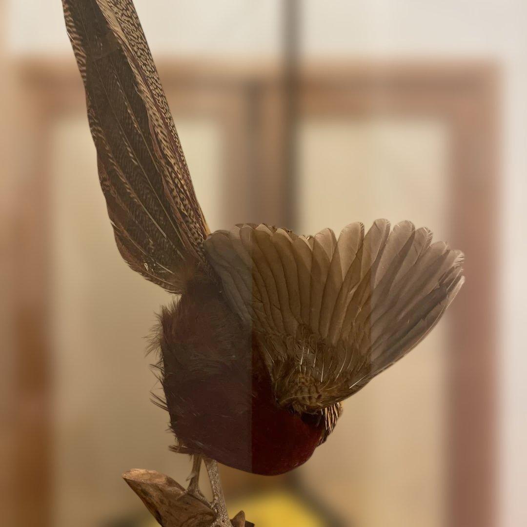 錦鶏鳥　鳥の剥製　ガラスケース　送料込み