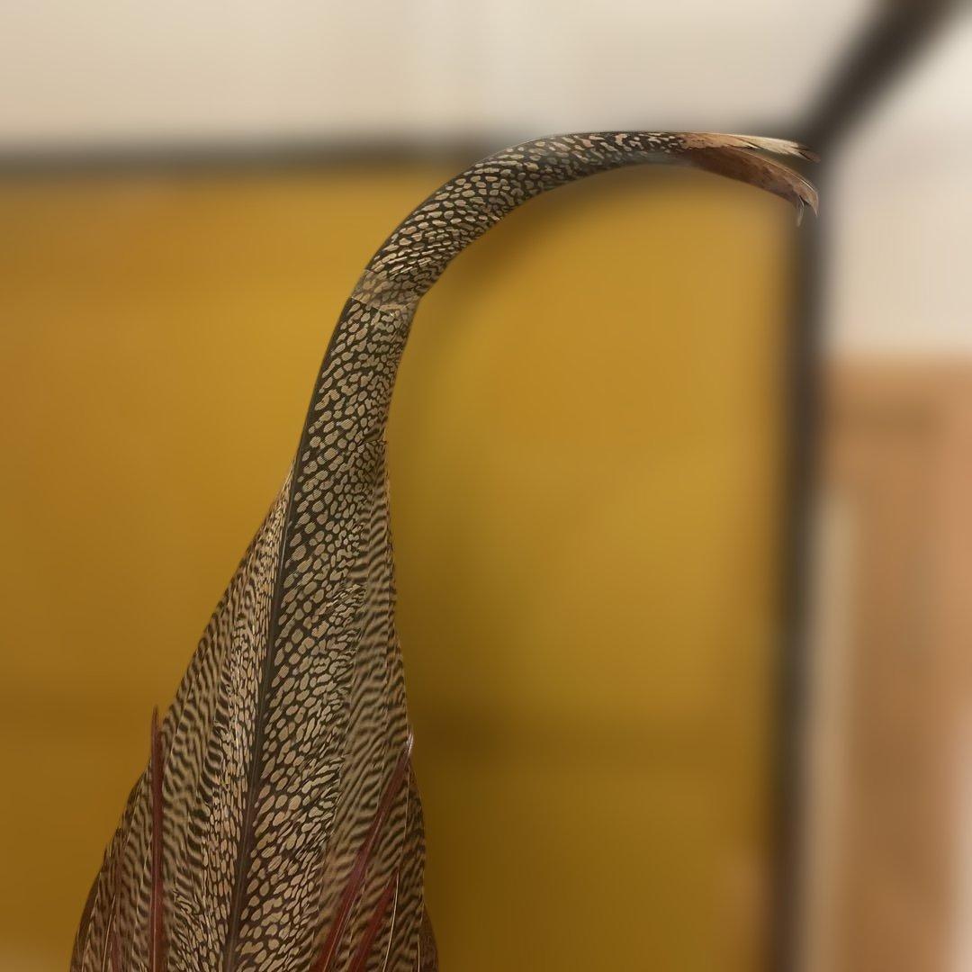 錦鶏鳥　鳥の剥製　ガラスケース　送料込み