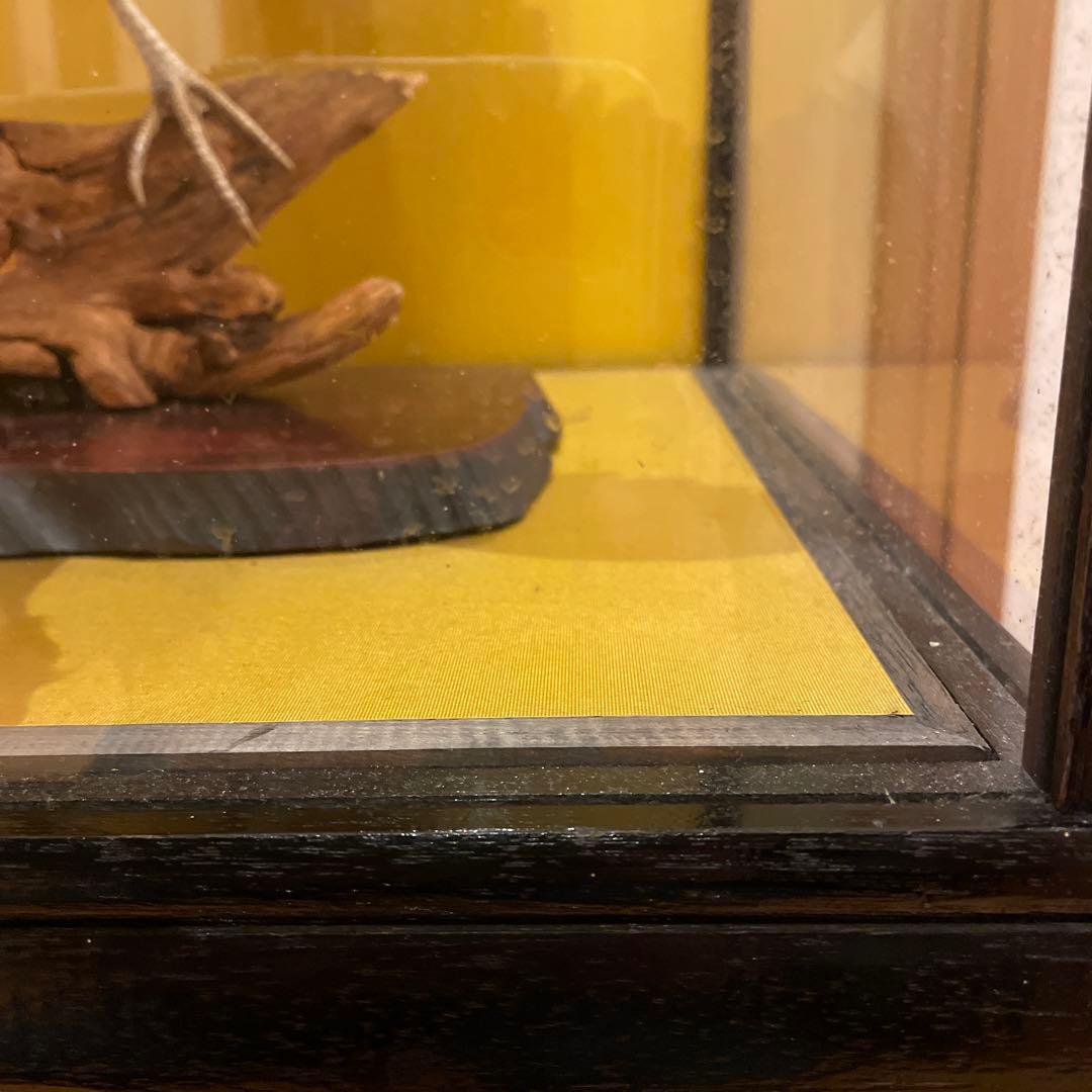 錦鶏鳥　鳥の剥製　ガラスケース　送料込み