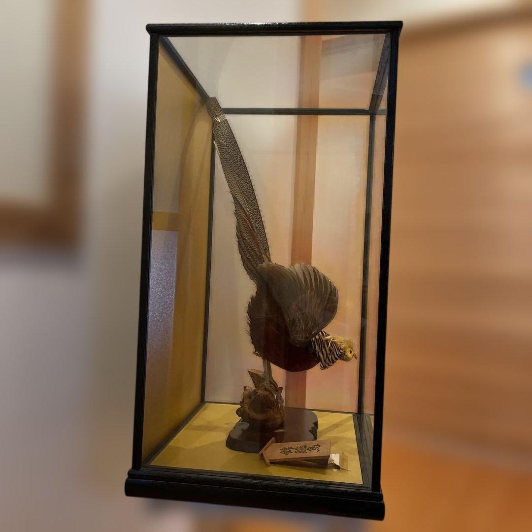 錦鶏鳥　鳥の剥製　ガラスケース　送料込み