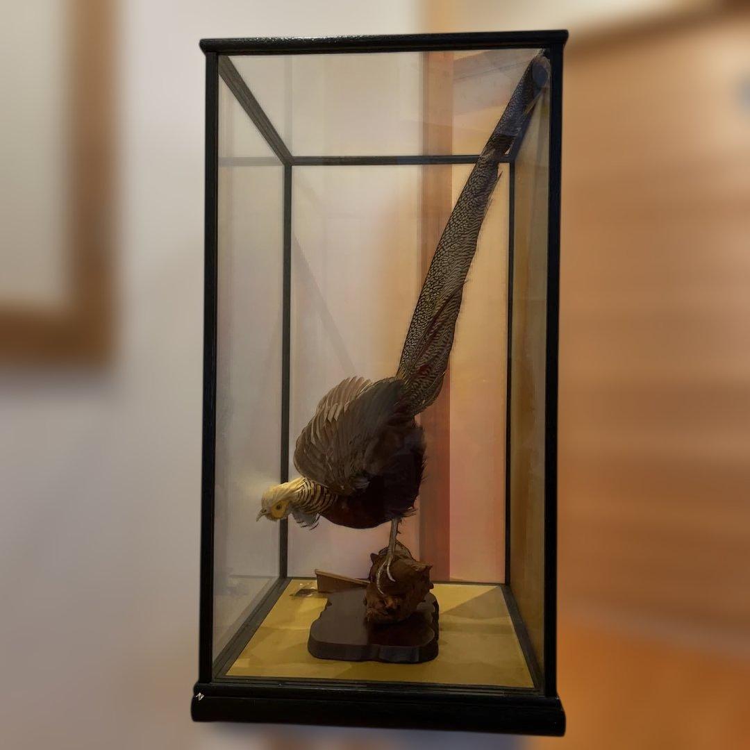 錦鶏鳥　鳥の剥製　ガラスケース　送料込み