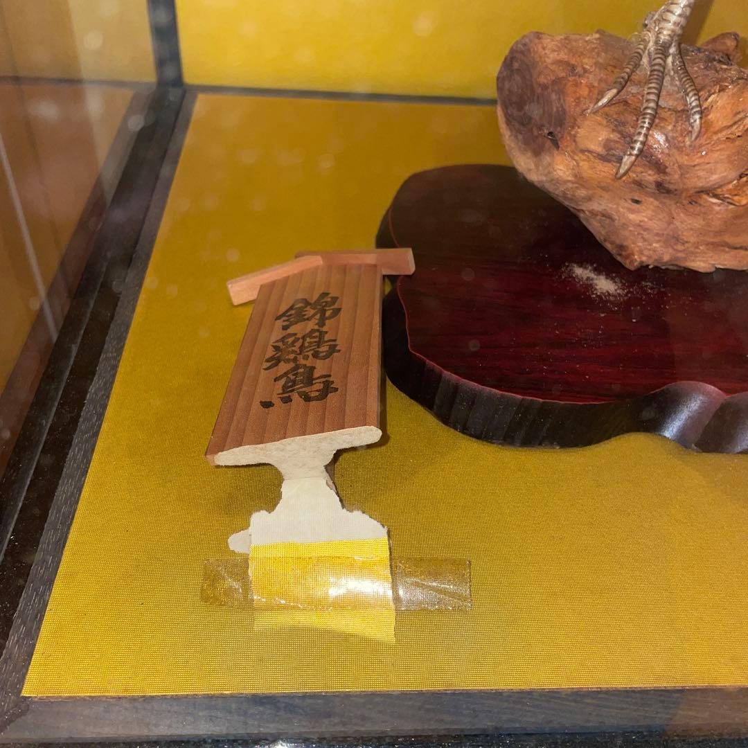 錦鶏鳥　鳥の剥製　ガラスケース　送料込み