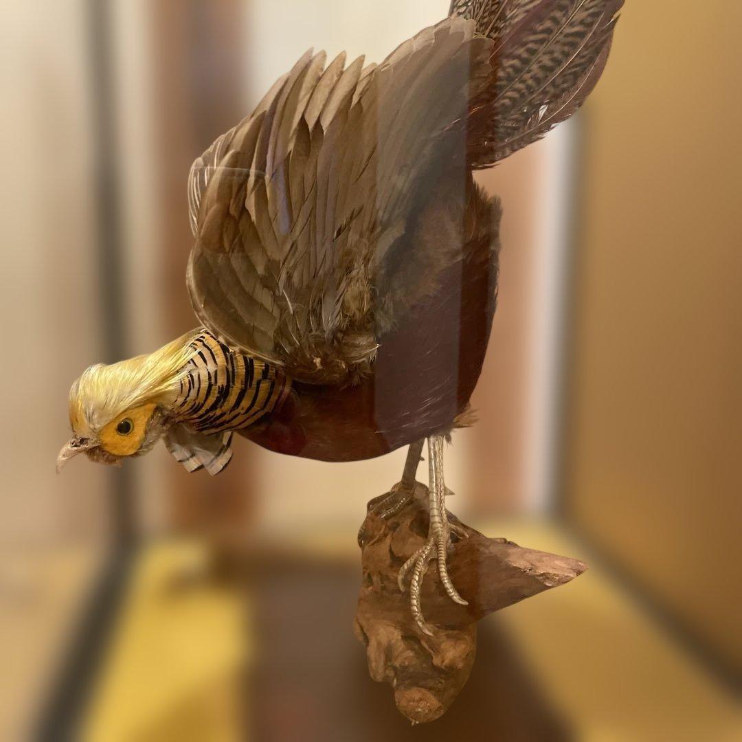 錦鶏鳥　鳥の剥製　ガラスケース　送料込み