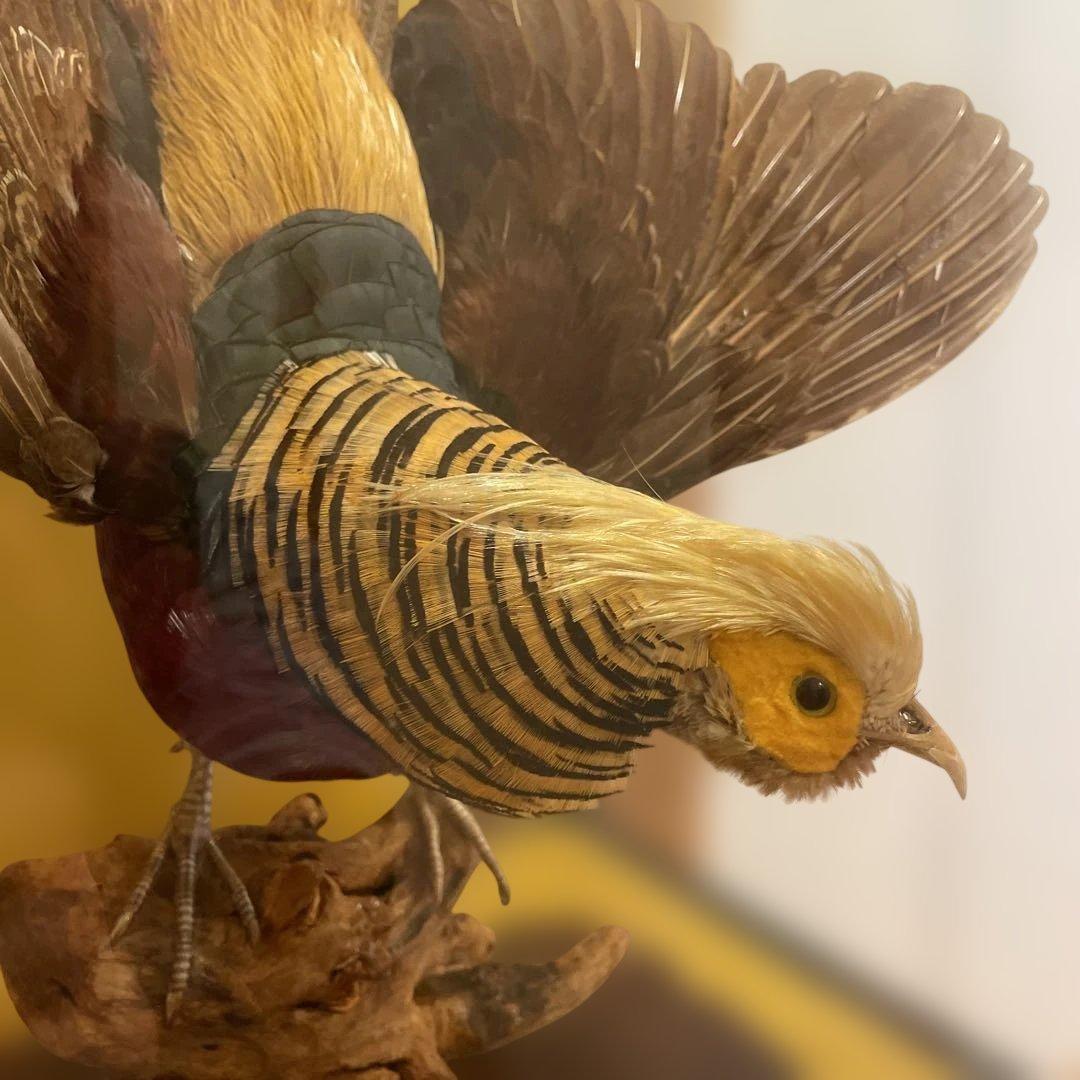 錦鶏鳥　鳥の剥製　ガラスケース　送料込み