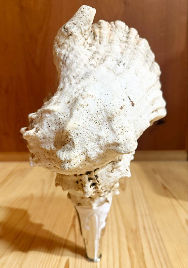 希少　特大　肉厚オオナルト法螺貝　ほら貝　ホラガイ❣️