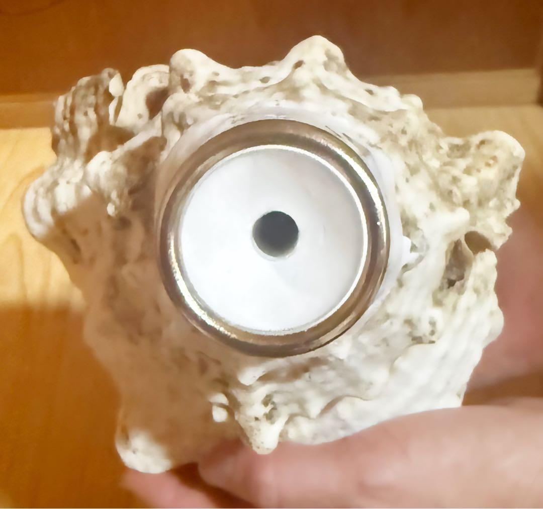 希少　特大　肉厚オオナルト法螺貝　ほら貝　ホラガイ❣️