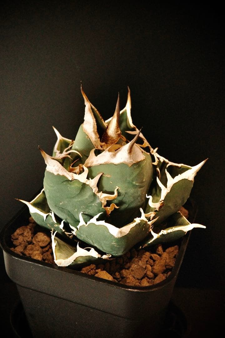 【発根済鉢ごと発送】極上　親株　SAD